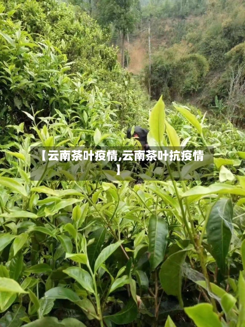 【云南茶叶疫情,云南茶叶抗疫情】