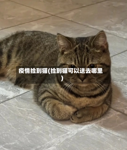 疫情捡到猫(捡到猫可以送去哪里)
