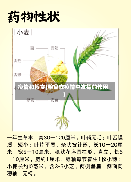 疫情和粮食(粮食在疫情中发挥的作用)-第2张图片