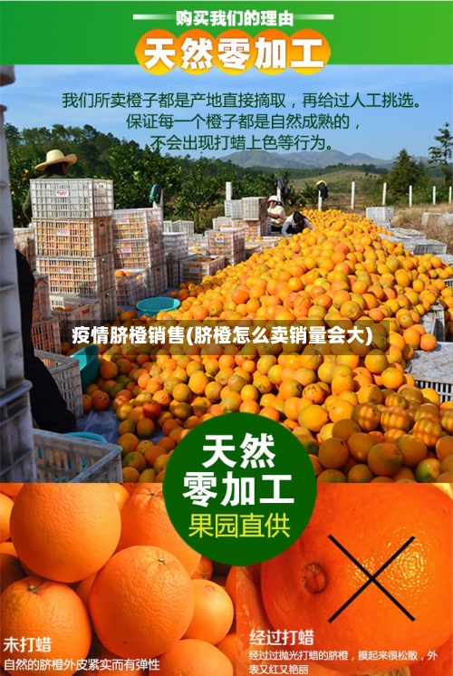 疫情脐橙销售(脐橙怎么卖销量会大)-第2张图片
