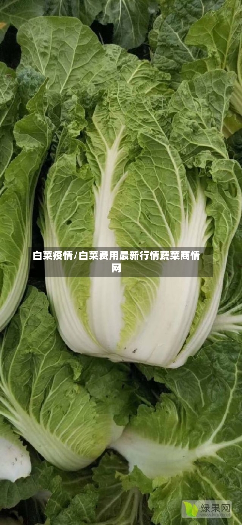 白菜疫情/白菜费用最新行情蔬菜商情网