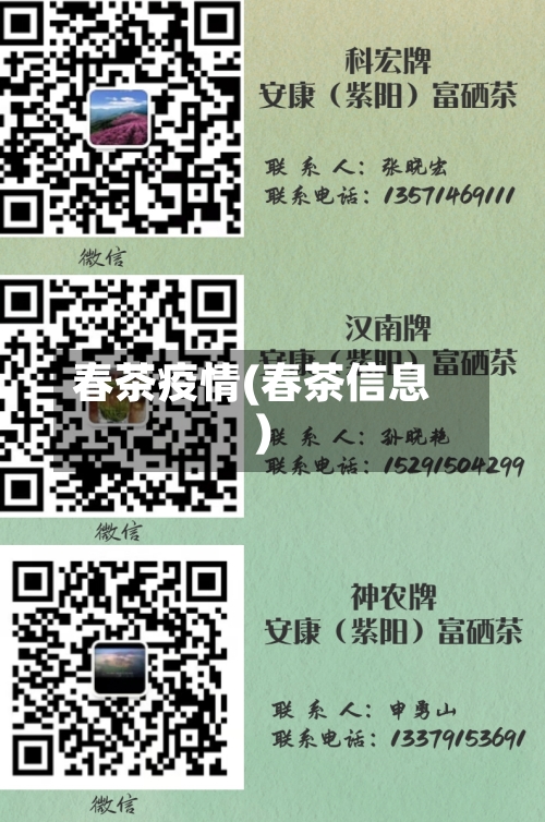 春茶疫情(春茶信息)