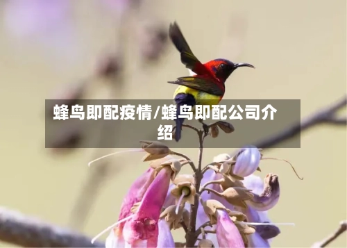 蜂鸟即配疫情/蜂鸟即配公司介绍