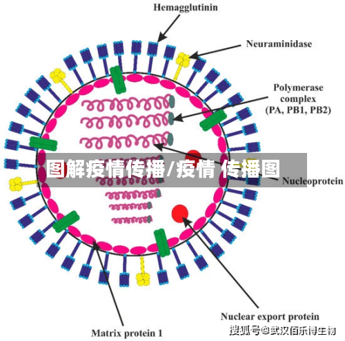 图解疫情传播/疫情 传播图