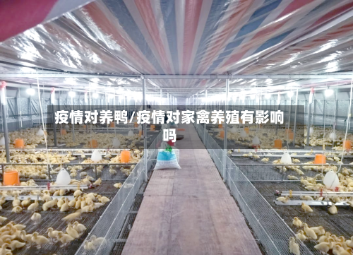 疫情对养鸭/疫情对家禽养殖有影响吗
