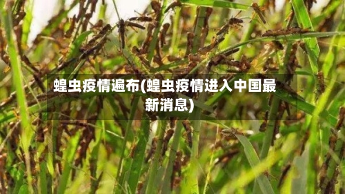 蝗虫疫情遍布(蝗虫疫情进入中国最新消息)-第2张图片