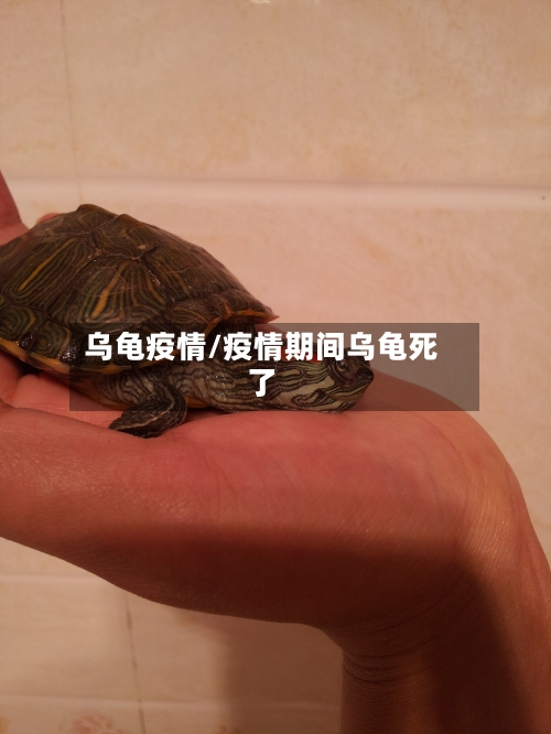 乌龟疫情/疫情期间乌龟死了