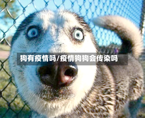 狗有疫情吗/疫情狗狗会传染吗
