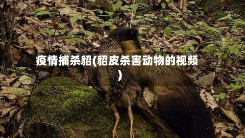 疫情捕杀貂(貂皮杀害动物的视频)