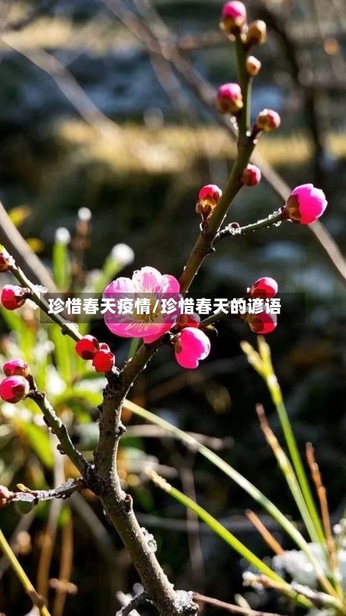 珍惜春天疫情/珍惜春天的谚语-第2张图片