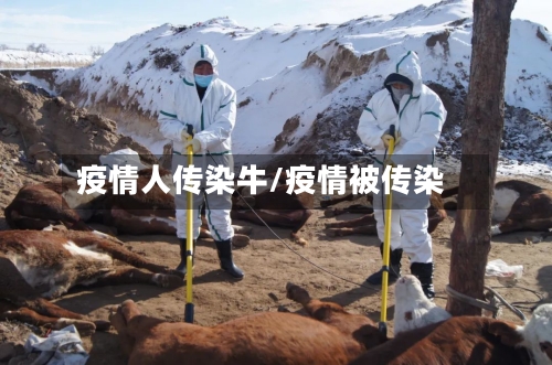 疫情人传染牛/疫情被传染