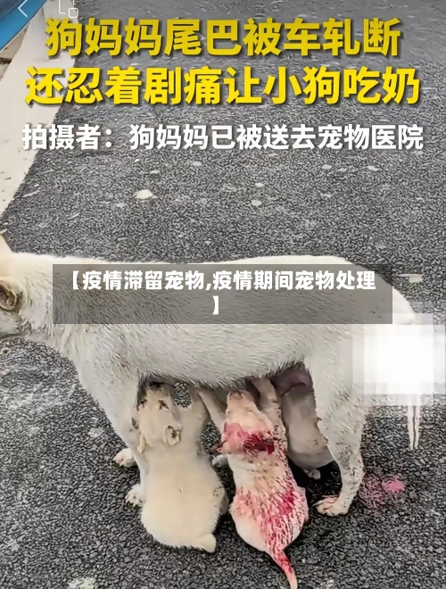 【疫情滞留宠物,疫情期间宠物处理】