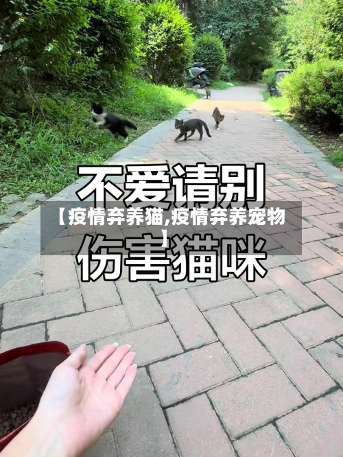 【疫情弃养猫,疫情弃养宠物】