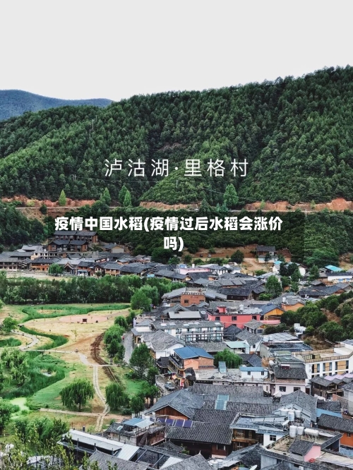 疫情中国水稻(疫情过后水稻会涨价吗)-第3张图片
