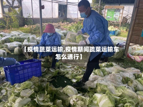 【疫情蔬菜运输,疫情期间疏菜运输车怎么通行】-第2张图片