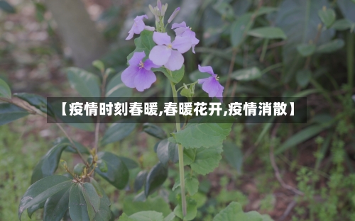 【疫情时刻春暖,春暖花开,疫情消散】