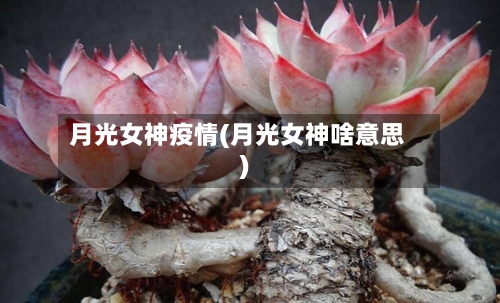月光女神疫情(月光女神啥意思)-第3张图片