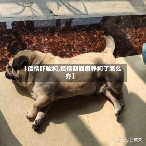 【疫情吓唬狗,疫情期间家养狗了怎么办】